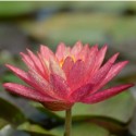 Nymphaea 'Wanvisa'