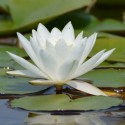 Nymphaea 'Marliacea Albida'