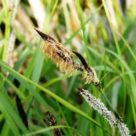 Carex Riparia
