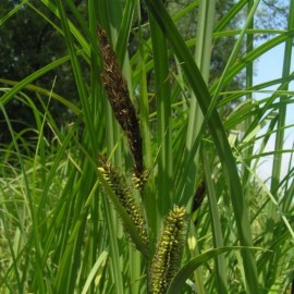 Carex Riparia
