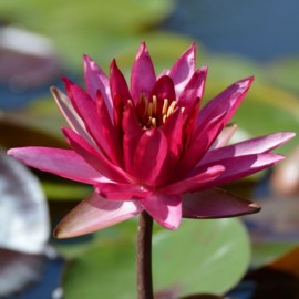 Nymphaea 'Perry's Red Wonder'