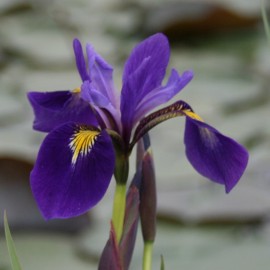 Iris virginica 'Sumpfprinzessin'