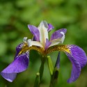 Iris pseudacorus 'Regal Surprise'