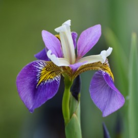 Iris pseudacorus 'Regal Surprise'