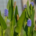 Pontederia dilatata