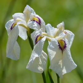 Iris pseudata 'Yukiyanagi'