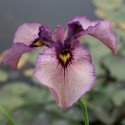 Iris pseudata 'Kurokawa Noh'