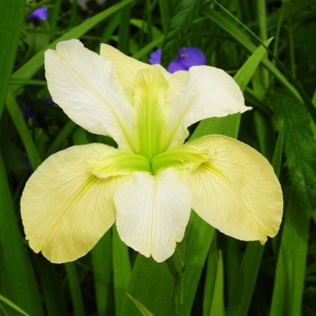 Iris louisiana 'Arabian Bayou'
