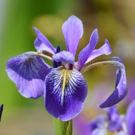Iris versicolor 'China West Lake'