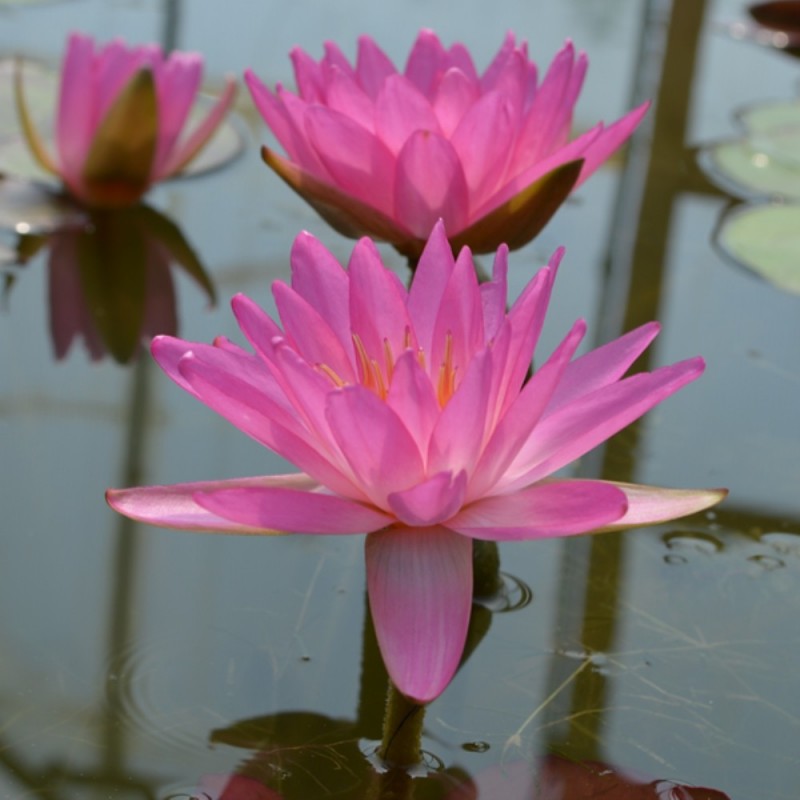 Nymphaea 'Siam Pink 2'
