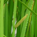 Acorus Calamus