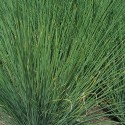 Juncus inflexus