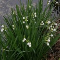 Leucojum aestivum