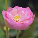 Nelumbo 'Ben Gibson'