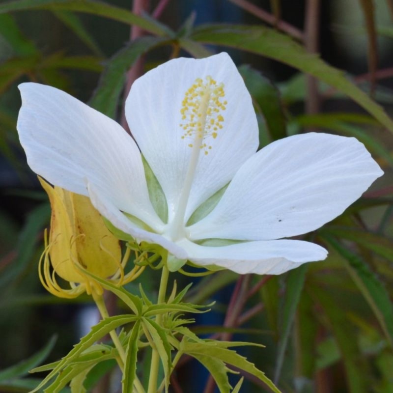 Hibiscus coccineus 'Alba'