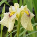 Iris pseudata 'Hatsuho'