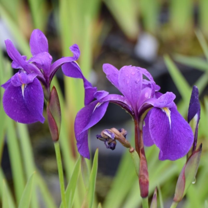 Iris x tetra-versilaev 'Libellentanz'