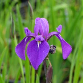 Iris x tetra-versilaev 'Libellentanz'