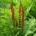 Osmunda regalis