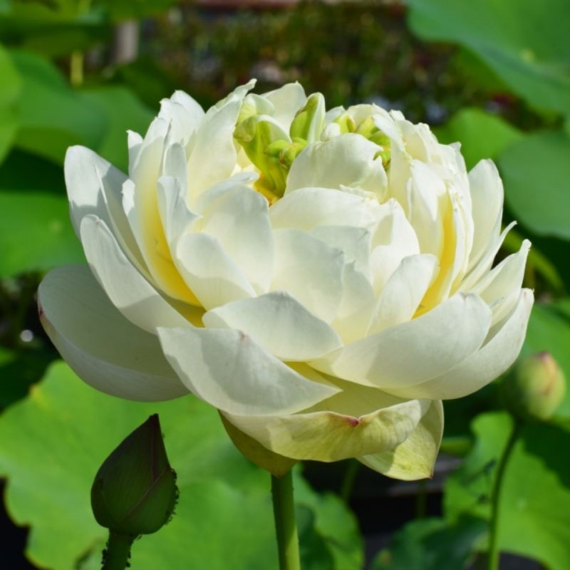 Nelumbo 'White Pear Flower'