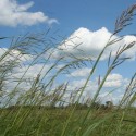 Spartina pectinata