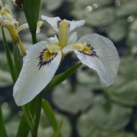 Iris pseudata 'Byakuya No Kumi'