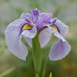 Iris pseudata 'Takamagahara'