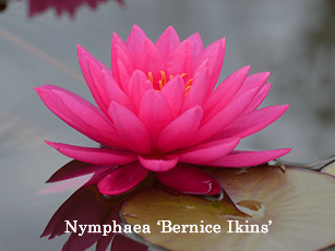 Nymphaea 'Bernice Ikins'