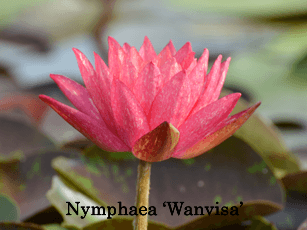 Nymphaea 'Wanvisa'