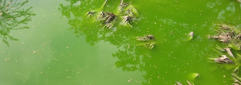 acqua verde nel laghetto